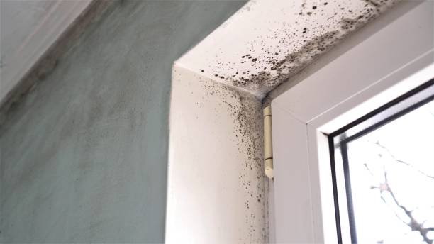 Best Emergency Mold Removal  in USA